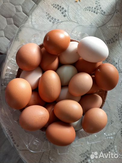 Домашние куриные яйца