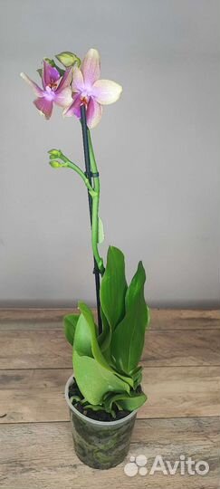 Орхидея Liodoro