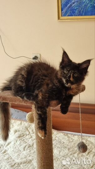 Вязка мейн кун