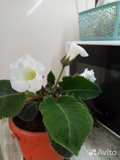 Продам цветы комнатные
