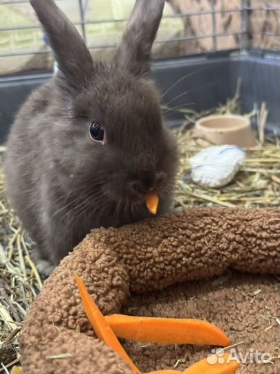Декоративные кролики
