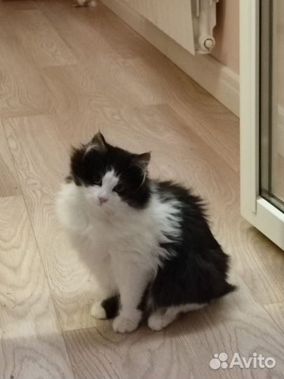 Кошечка очень ласковая