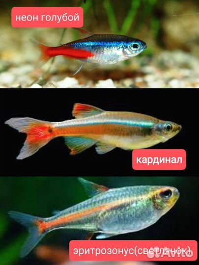 Аквариумные рыбы