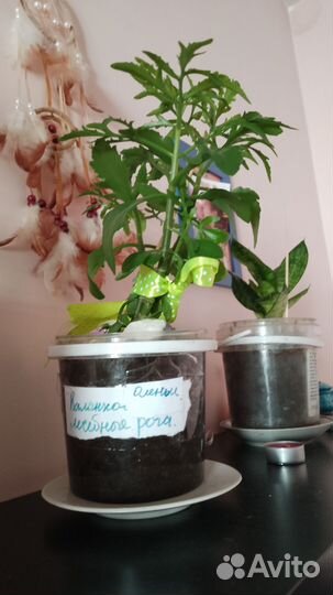 Оленьи рога коланхое лечебное