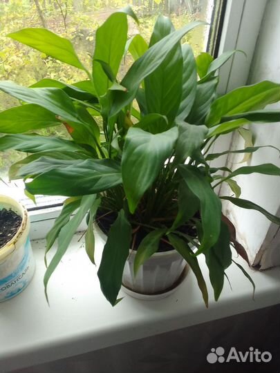 Отдам бесплатно комнатные цветы