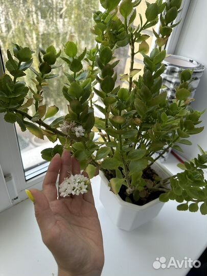 Каланхоэ цена за оба