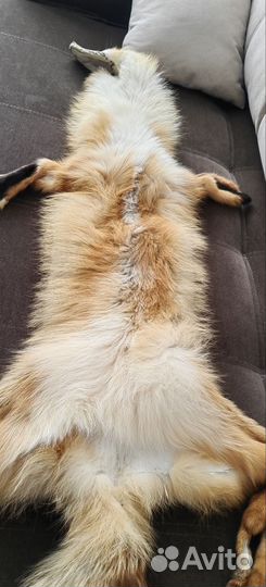 Шкура лисы выделанная