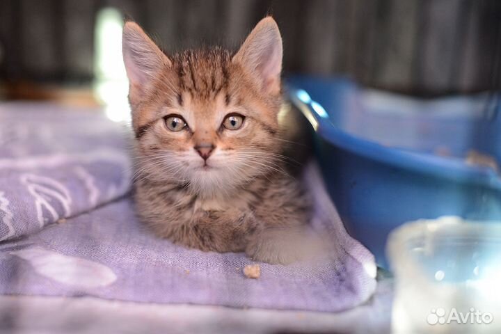 Котенок мальчик в добрые руки
