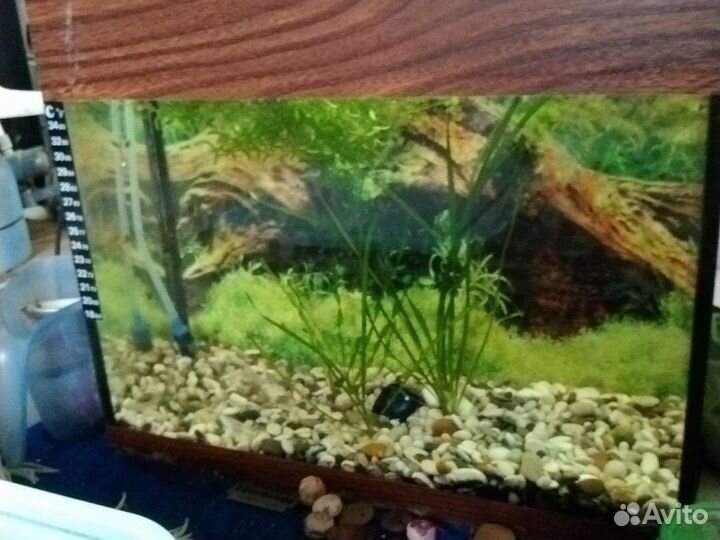 Аквариум с компрессором