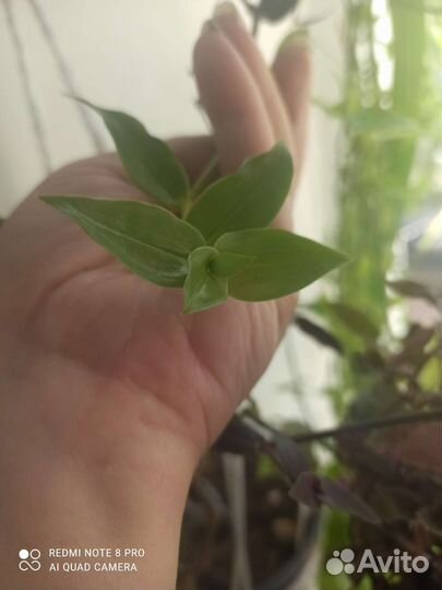 Лонгифолия/Longifolia- коллизия репенс