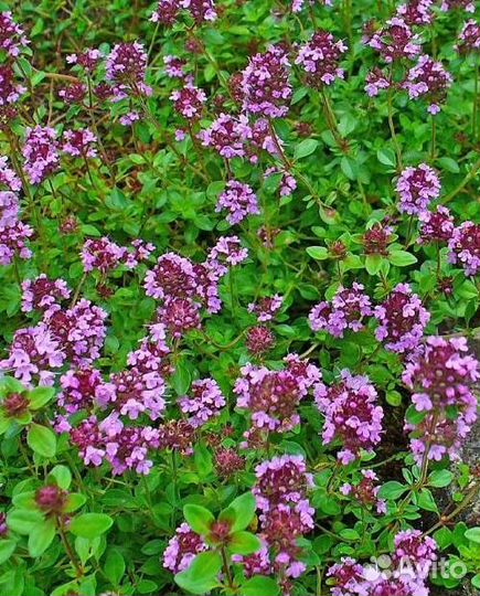 Садовые растения 