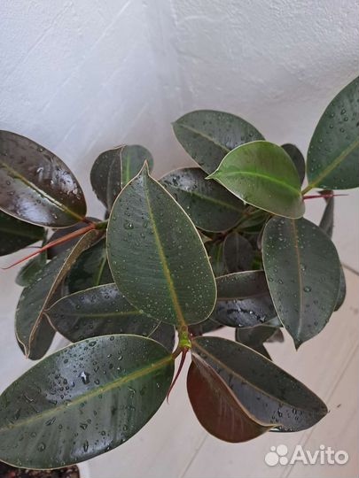 Фикус Тинеке, Мелани, эластика