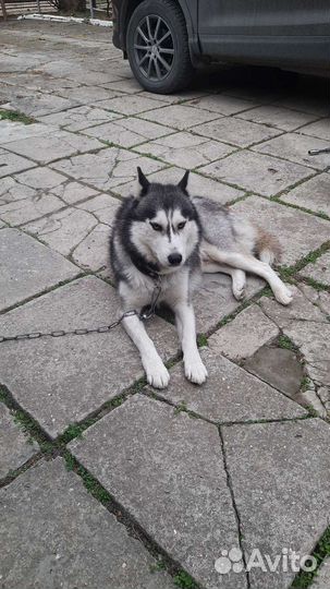 Собака в добрые руки отдам бесплатно