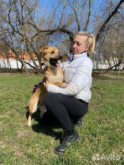 Небольшой пёсик в приюте