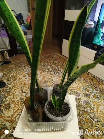 Сансивиерия