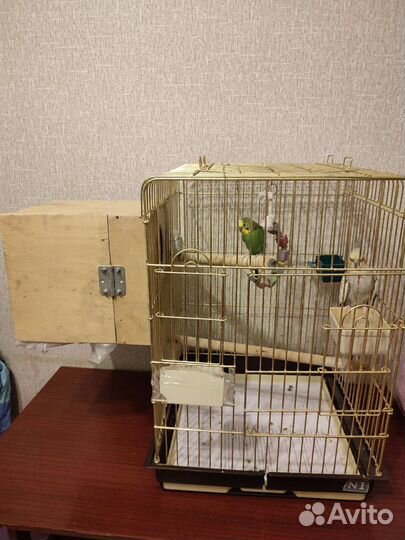 Попугай корелла с клеткой