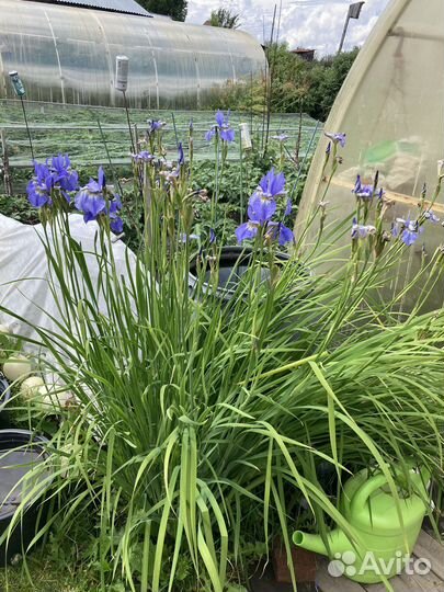 Ирис сибирский