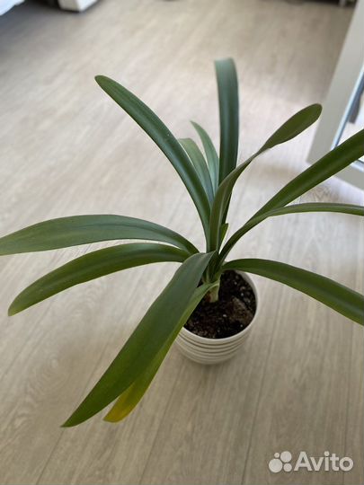 Кливия желтая