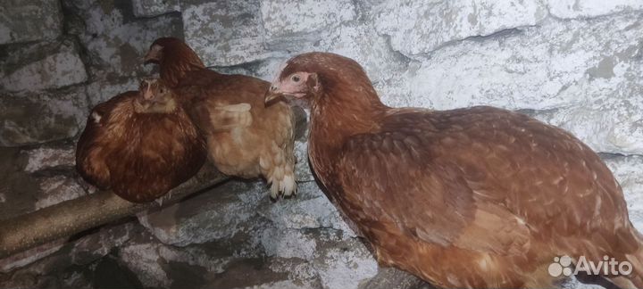 Куры молодки несушки домашние