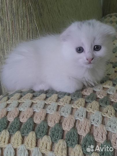 Отдам в добрые руки вислоухого котенка