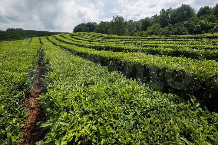 Участок 5,1 сот. (СНТ, ДНП)