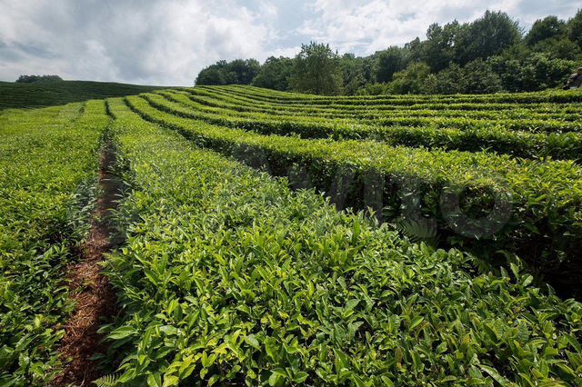 Участок 5,1 сот. (СНТ, ДНП)