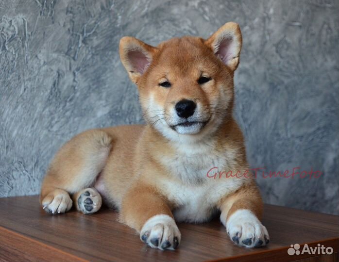 Продажа щенков и собак