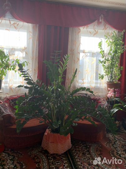 Замиокулькас