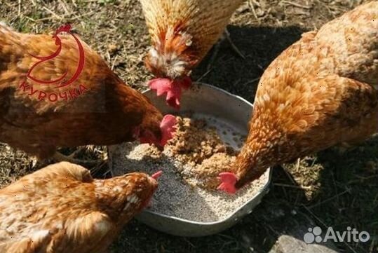 Зерно ячмень