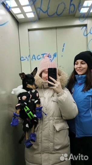 Корм для собак