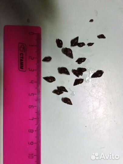 Гранифера улитка.Теодоксус.Запуск,чистка аквариума