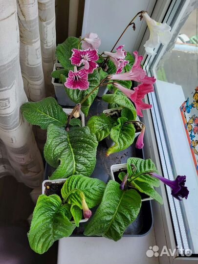 Стрептокарпусы