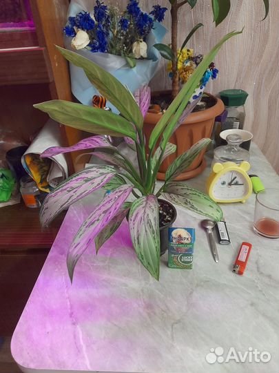 Комнатные цветы