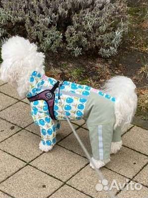 Шью одежду для собак