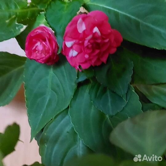 Бальзамин махровый