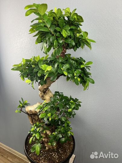 Фикус микрокарпа гинсенгH 110 см