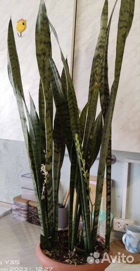 Алоэ столетник от 3 лет