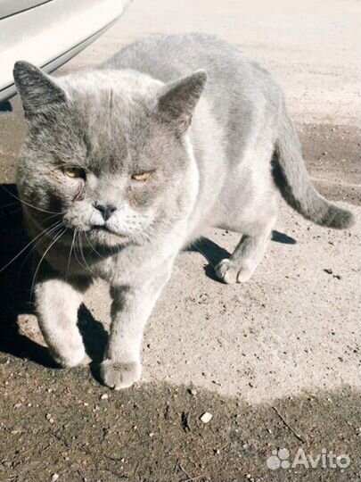 Выкинули британского кота