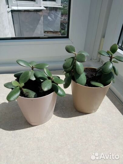 Цветы комнатные