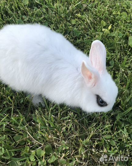 Декоративные карликовые кролики