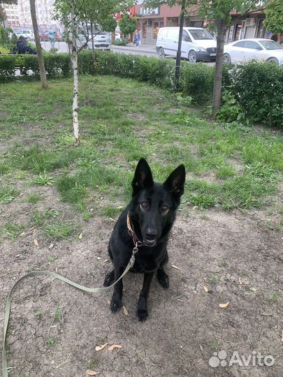 Передержка собак/Зоотакси