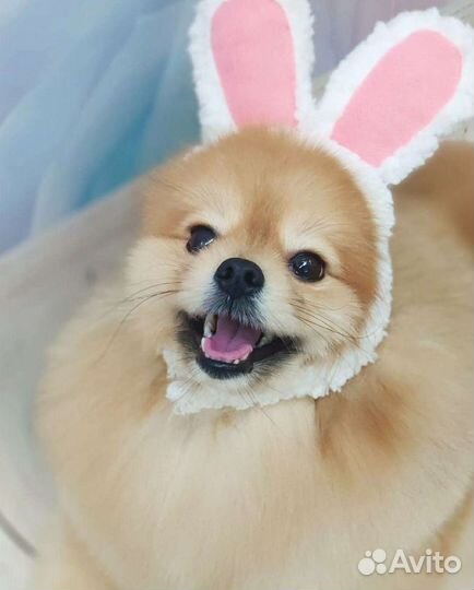 Стрижка собак и кошек.Озонотерапия SPA для собак