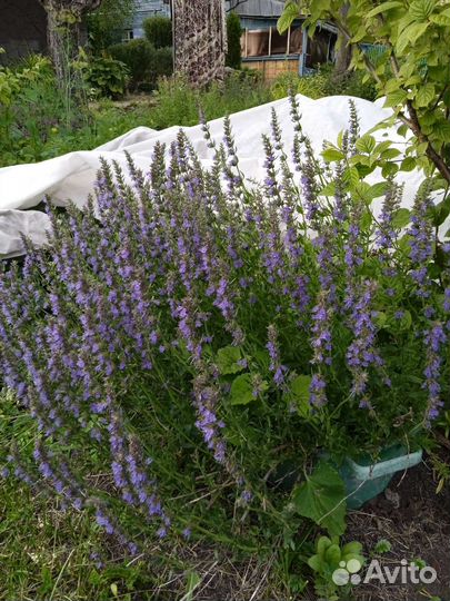 Рассада пряных трав