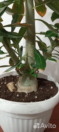 Продам адениум