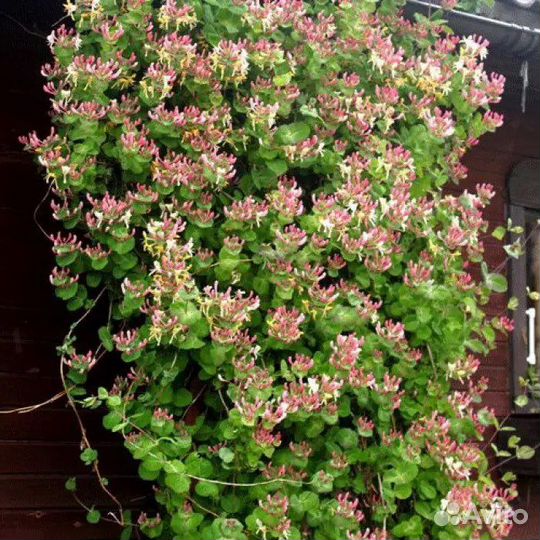 Каприфоль. Многолетний вьющийся кустарник