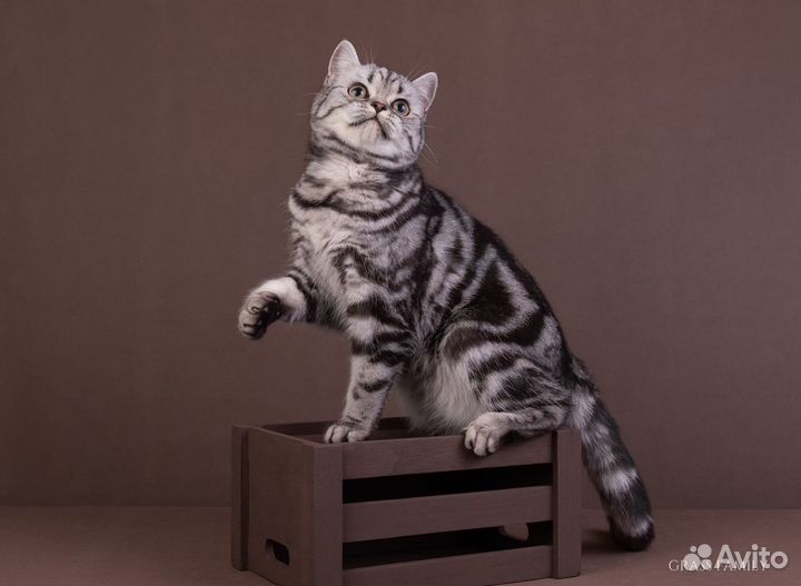 Шикарные котята