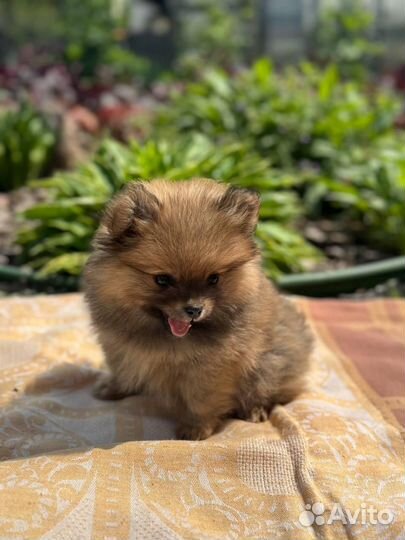 Щенки шпица