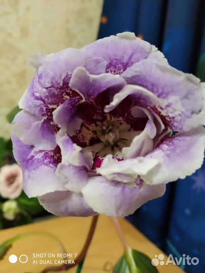 Глоксиния махровая цветущая