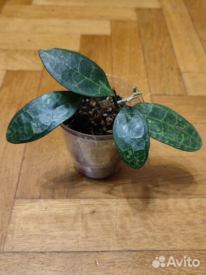 Хойя Эллиптика