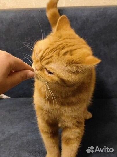 Шотландская кошка